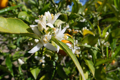 Neroli blossom on a branch in the sunlight