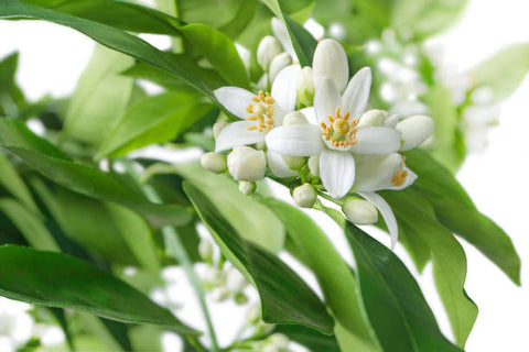 Close up of neroli blossoms