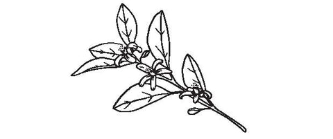 Black and white illustration of neroli blossom