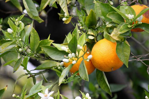 Neroli blossom just starting to bud on the branch with oranges