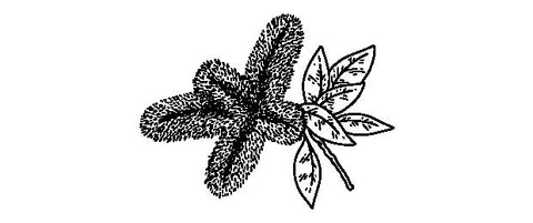 black and white illustration of niaouli