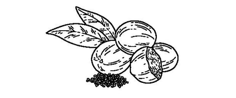 Black and white illustration of nutmeg