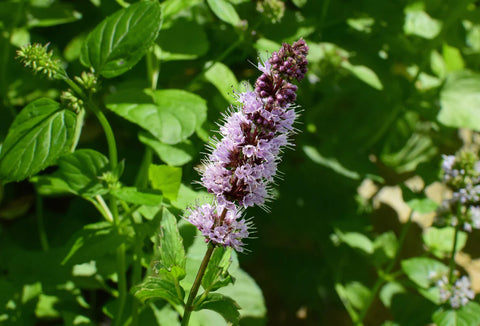 Patchouli (Light) Essential Oil - Organic (Pogostemon Cablin Benth.)