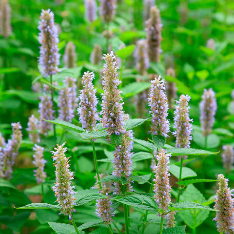 Amazing Benefits of Patchouli Essential Oil for Skin