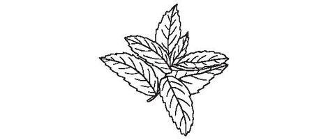 black and white illustration of peppermint