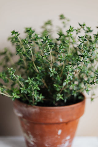 Thyme herb in a terracotta pot