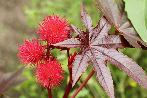 Castor plant with a focus on its leaves and beans