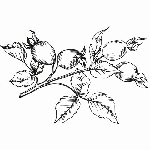 Illustration of a rosehip branch