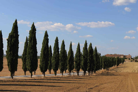 Row of cypress trees lining a driveway