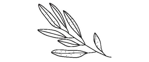 Black and white botanical illustration