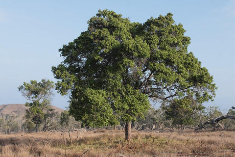 Sandalwood tree