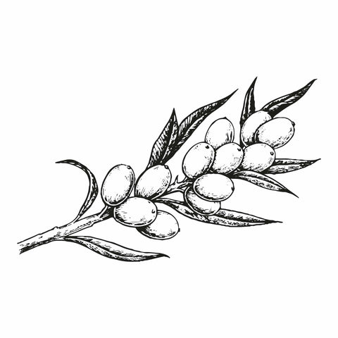 Illustration of Sea Buckthorn