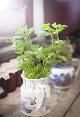 Spearmint potted in a small china jug