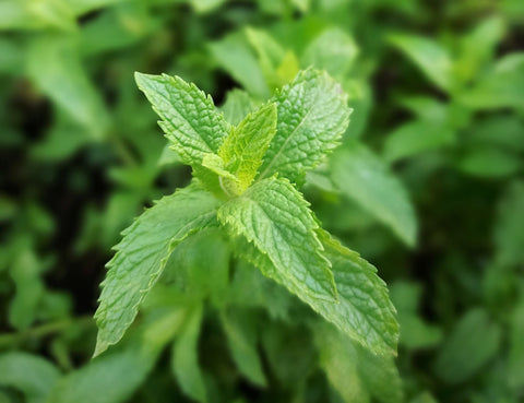 Spearmint plant