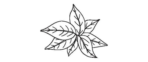 Black and white illustration of tea tree