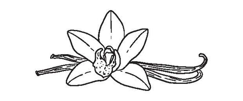 Black and white illustration of vanilla pods with a flower