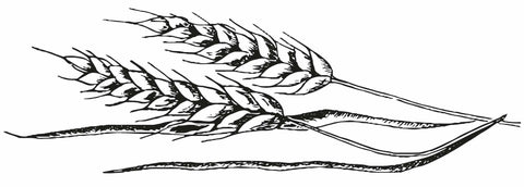 Wheatgerm botanical illustration