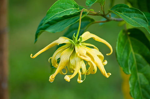 Ylang ylang flower in full bloom on its branch