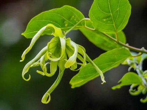 Ylang Ylang flower on branch pre-bloom