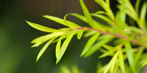 Close up of Tea Tree leaves