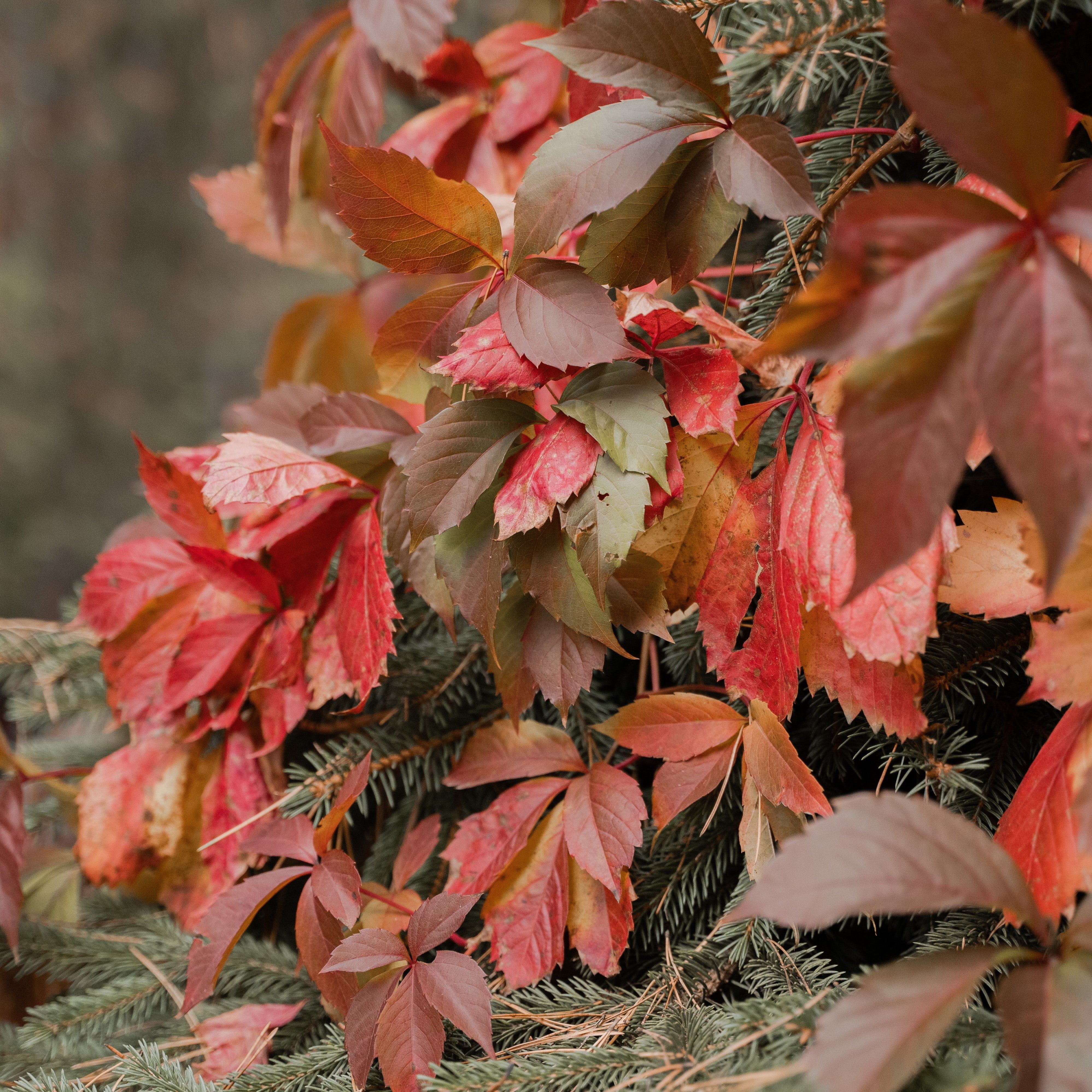 Yellow and brown leaves in autumn