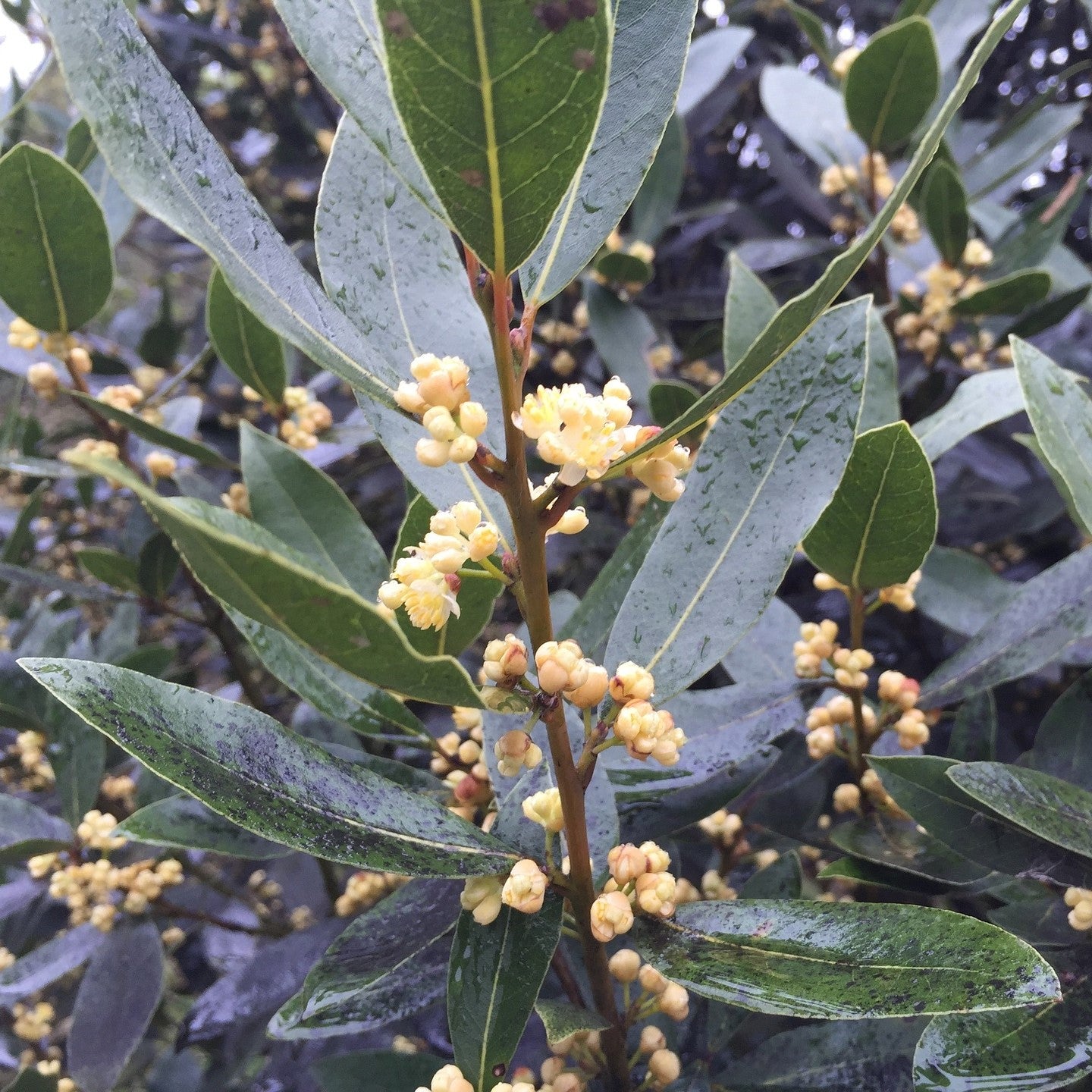 Bay Laurel plant in the sun.