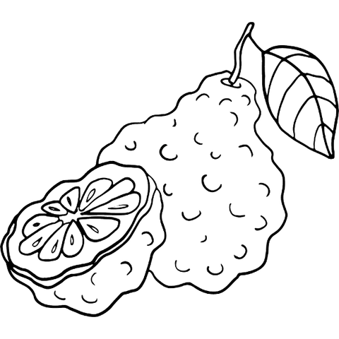 Black and white illustration of bergamot fruit