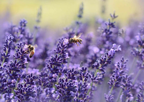 Bushy lavender with two bees polinating