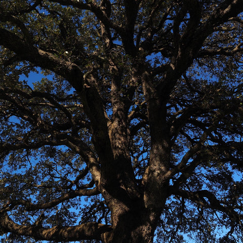 Camphor tree