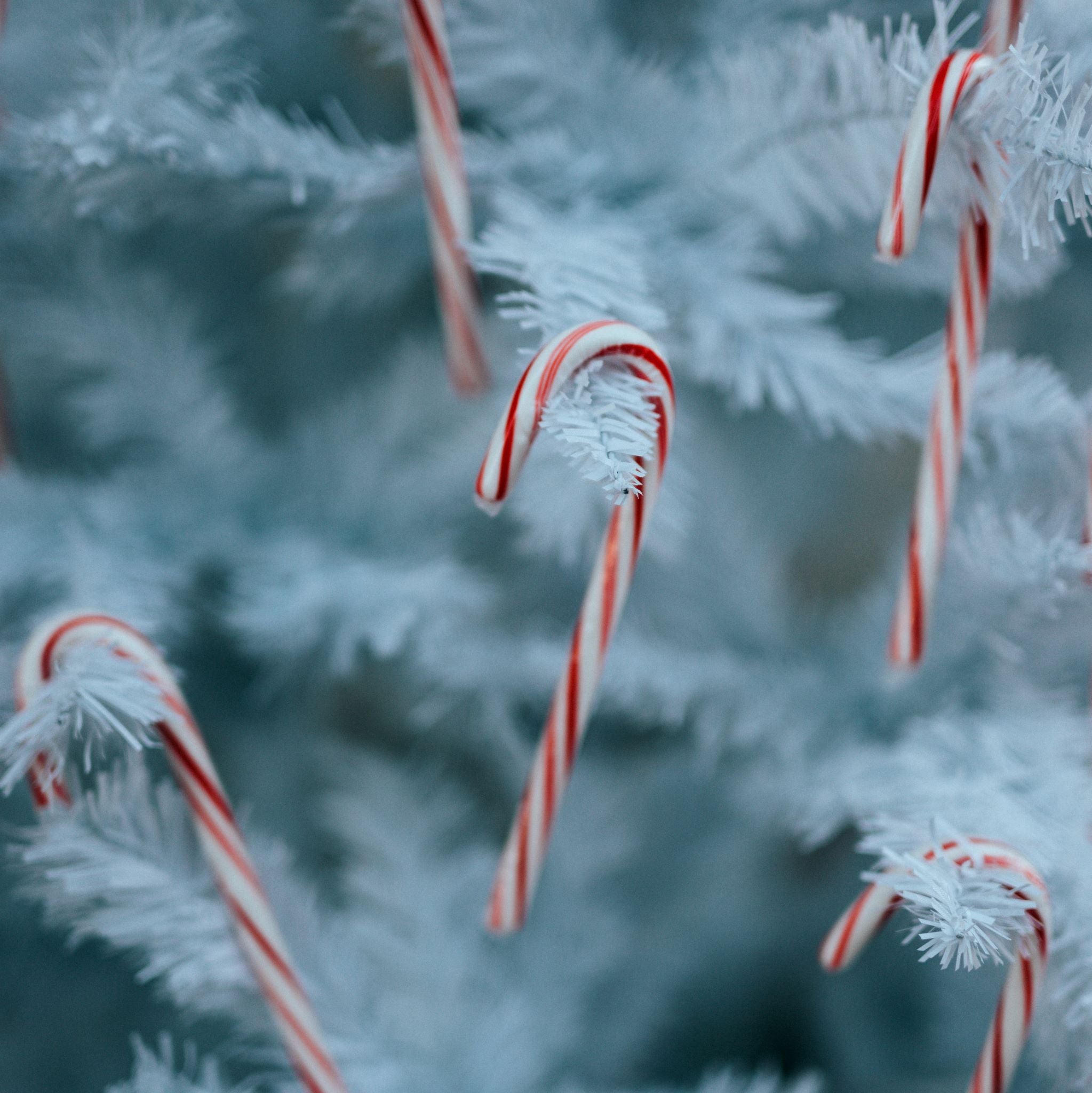 Close up of red and white candy canes hanging on a white Christmas Tree