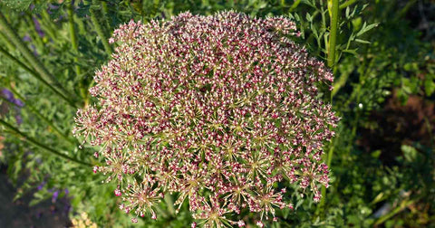 Carrot top flowering