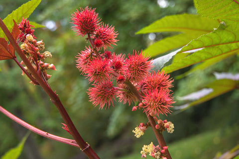 Castor plant with its spiky red buds