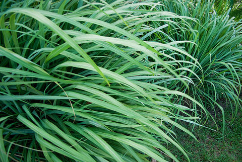 citronella grass