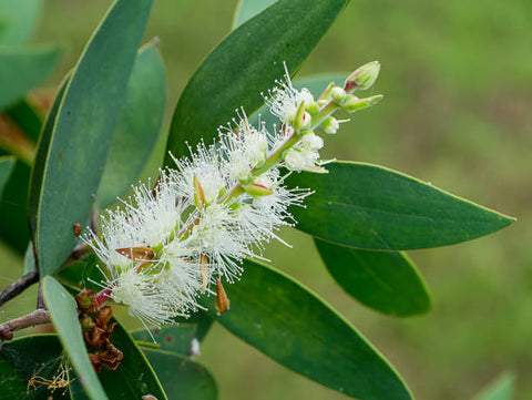 Close up of the niaouli flower