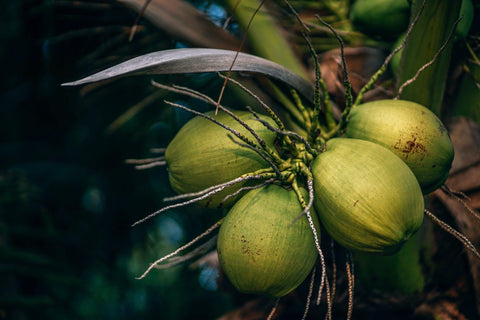 Coconuts still on the branches