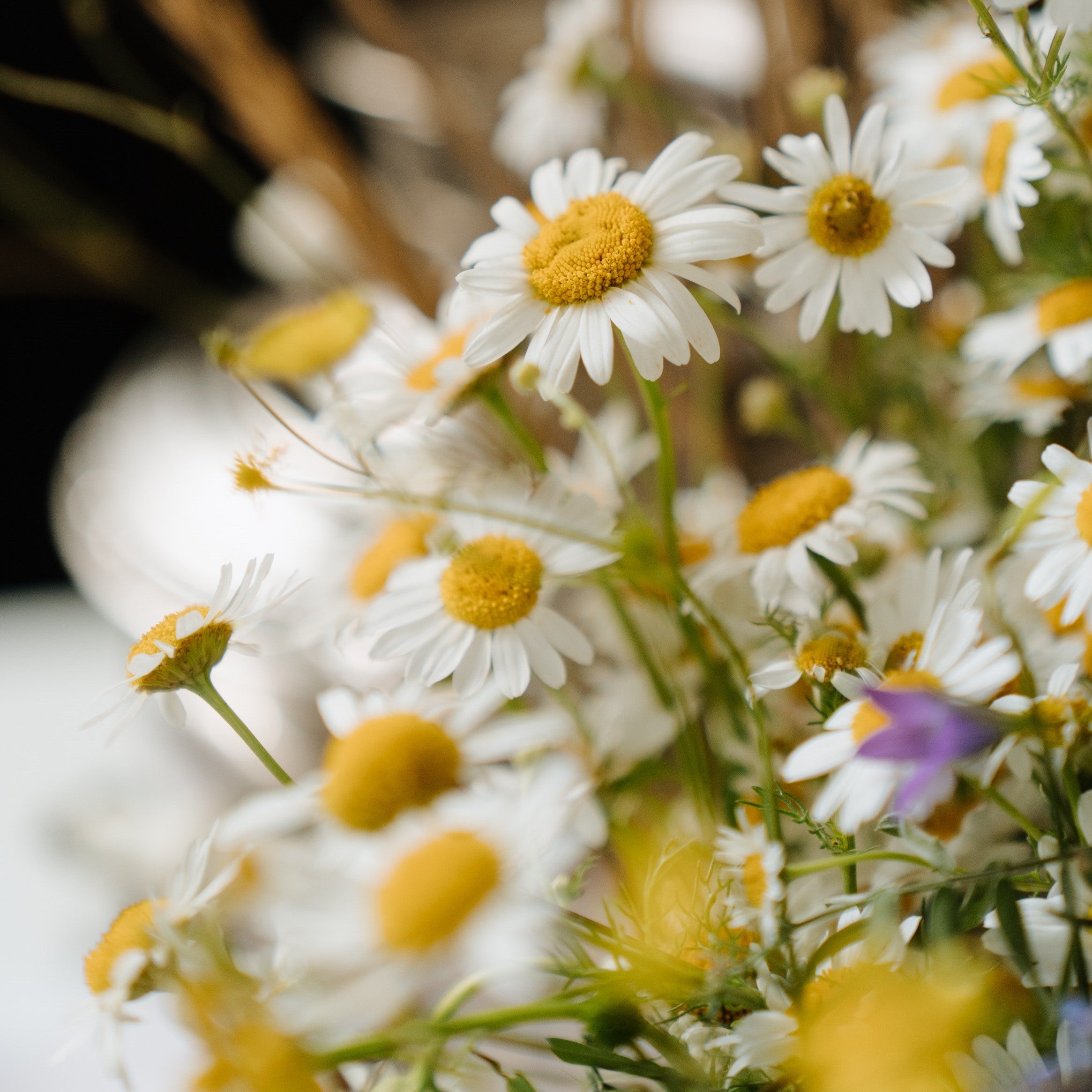 Bush daisies in the sun