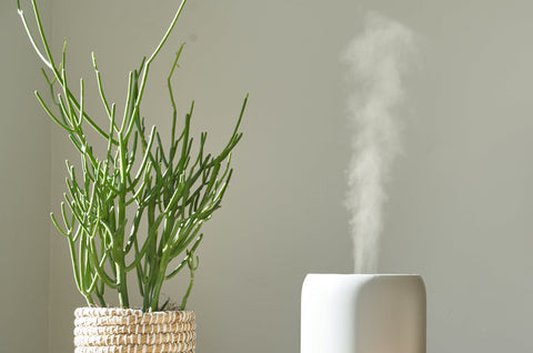 Plant next to a diffuser giving off steam