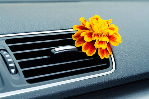 Orange flower placed in the air vents of a car