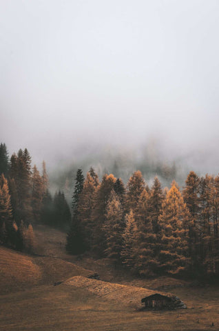 View of a forest in autumn