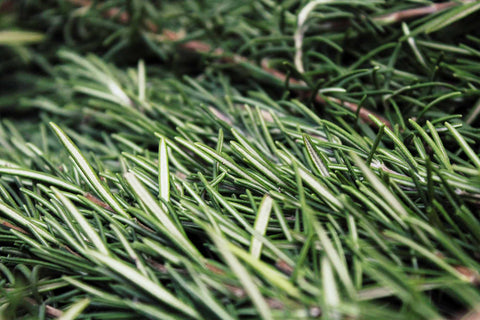 Rows of rosemary sprigs