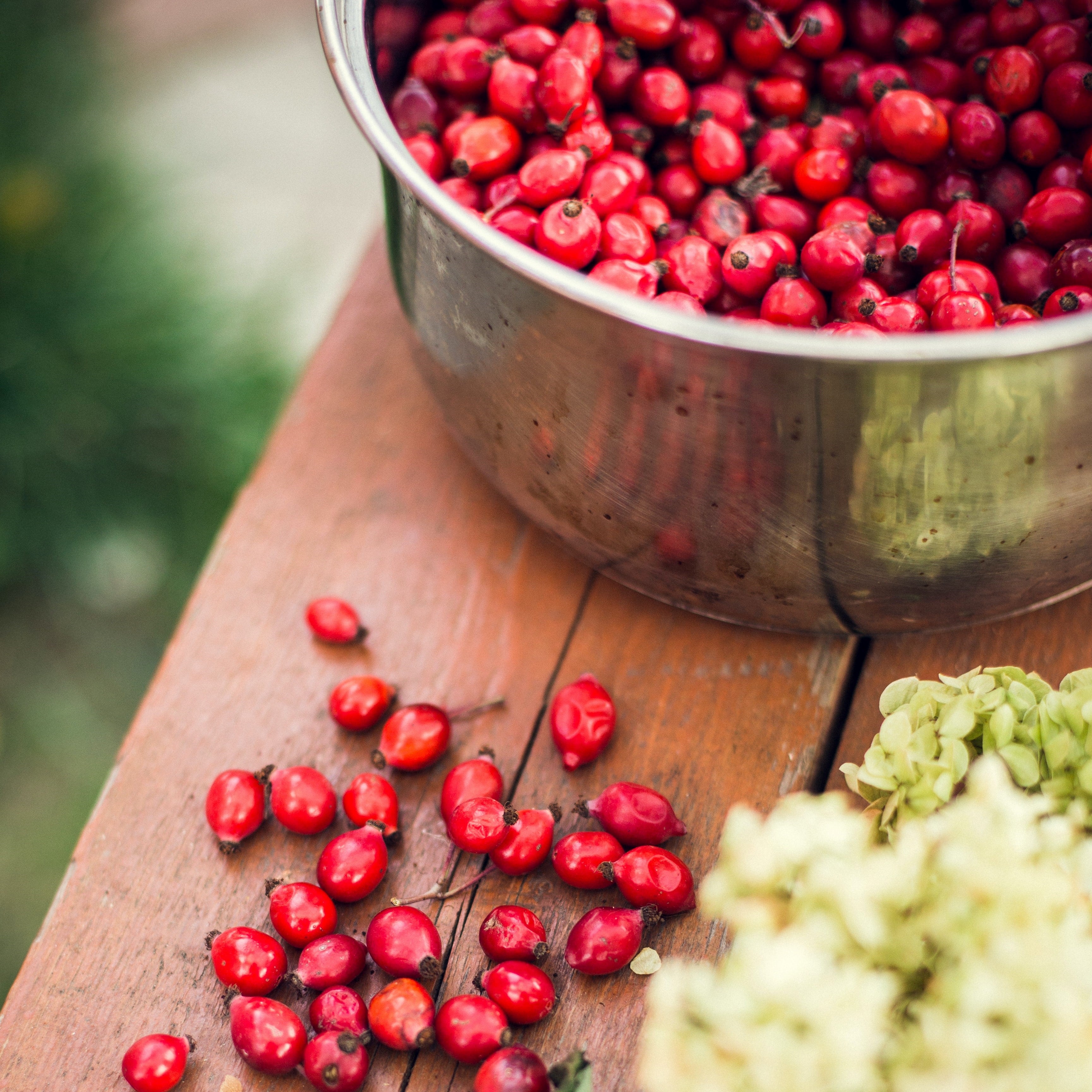 Rose hip berries in saucepan ready for oil extraction.