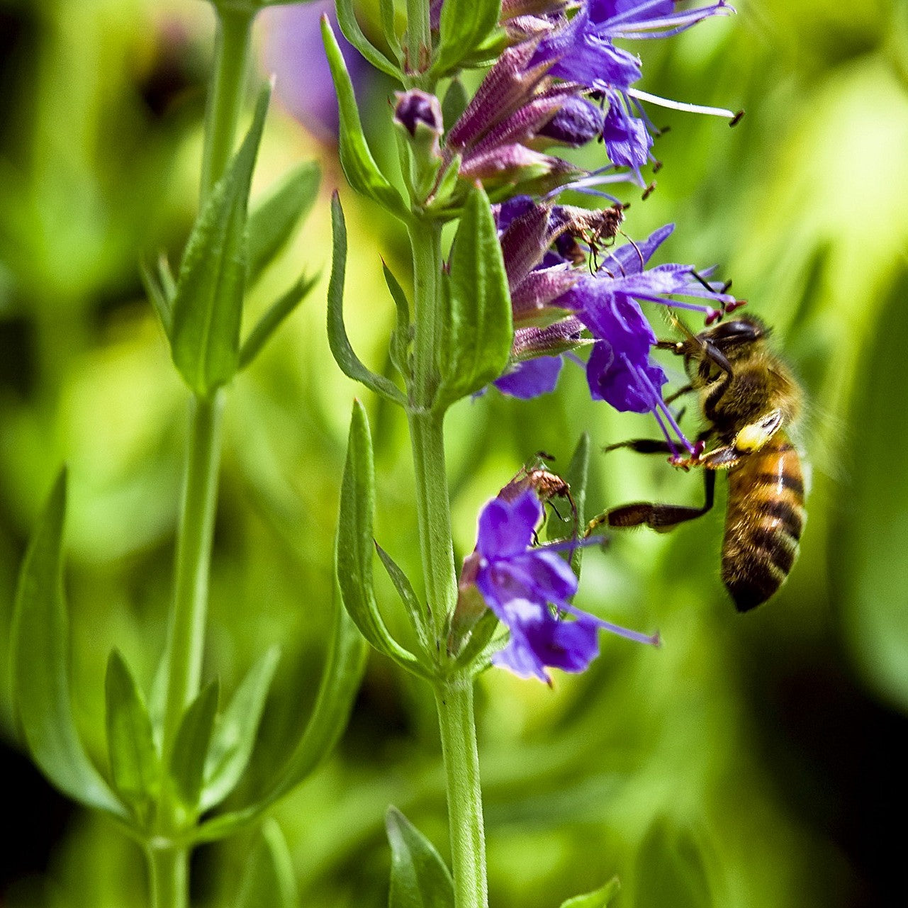 Bee sipping the nectar from the hyssop flower.