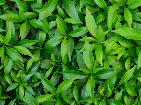 Tea Tree Leaves