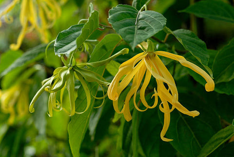 Very curly ylang ylang flower next to a not fully bloomed ylang flower