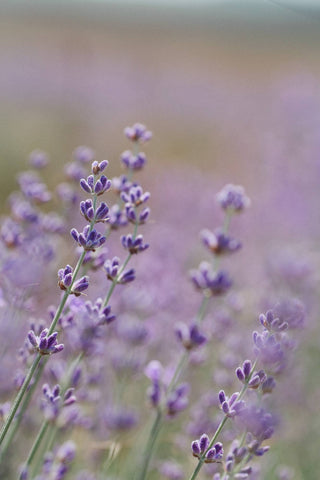 Close up of lavender in a lavender field