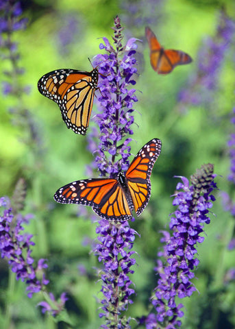 Close up of lavender being pollinated by butterflies