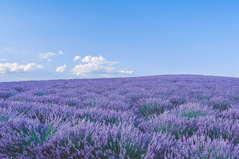 Huge lavender field under a blue sky