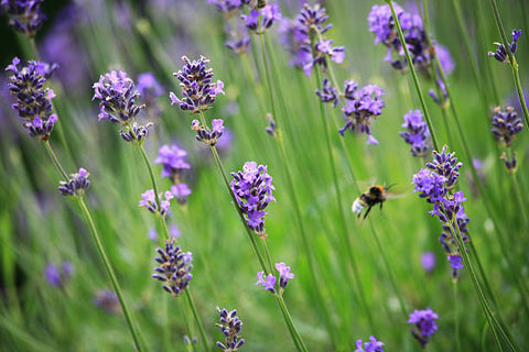 Lavender growing and being pollinated by a bee