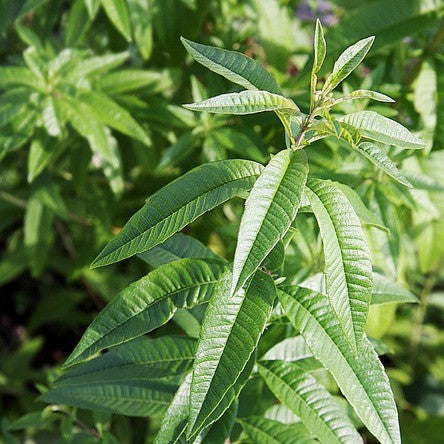 Lemon Verbena essential oil