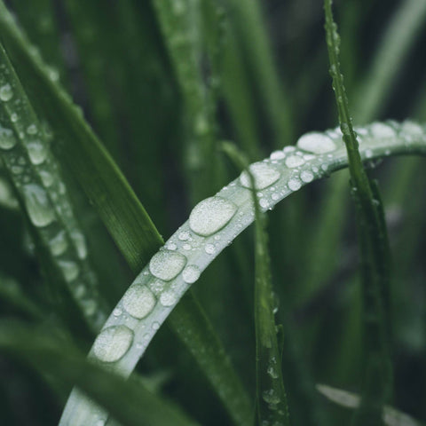 Lemongrass stalks with water droplets on them